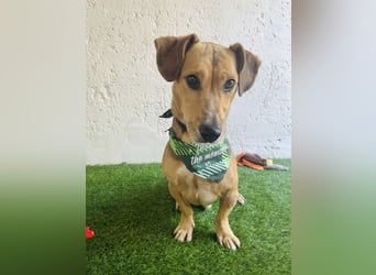 Sebestyen -Freundlicher Begleiter sucht seine Menschen!