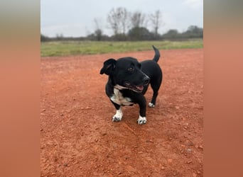 Beauty -Verschmuste Hündin sucht Familie