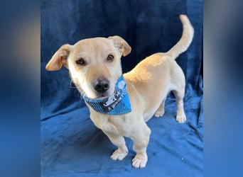 Cedric -Liebevoller Rüde möchte endlich ankommen!