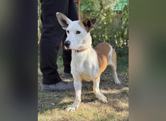 Arminka -Sensibler Begleiter mit großem Herz