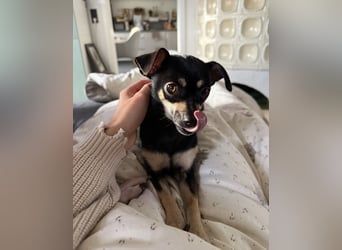 Tammy - Fröhliche kleine Hündin sucht Zuhause im Doppelpack