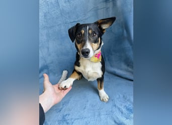 Pepito - Kleiner Charmeur sucht seine Menschen!