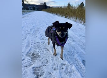 Tammy - Fröhliche kleine Hündin sucht Zuhause im Doppelpack