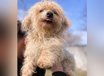 Pamacs - Kleiner Kämpfer sucht Liebe und Geborgenheit