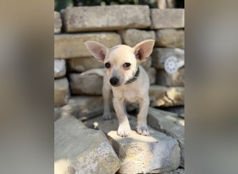 Peanut (Pepsi) Kleiner Peanut sucht großes Familienglück