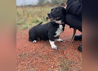 Beauty -Verschmuste Hündin sucht Familie