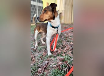 Beens- lieber kleiner Rüde sucht sein Zuhause