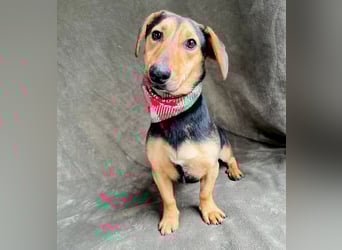 Oszvald - Liebevolle Seele sucht sein Happy End!