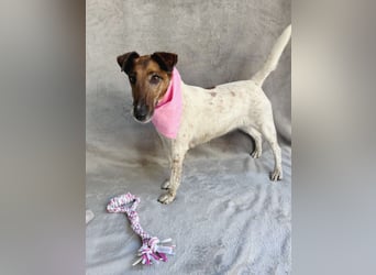 Roxi - Charmante Hundedame sucht ein liebevolles Zuhause!