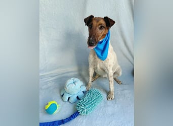 Roxi - Charmante Hundedame sucht ein liebevolles Zuhause!