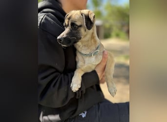 Pippa Kleine Schmusemaus sucht ihr Glück