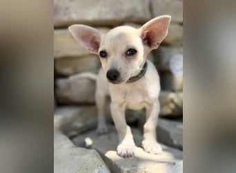 Peanut (Pepsi) Kleiner Peanut sucht großes Familienglück