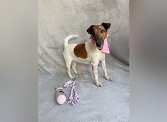 Roxi - Charmante Hundedame sucht ein liebevolles Zuhause!