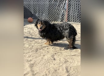 Bongor - Besonderer Schatz auf der Suche nach seinen Menschen!