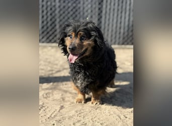 Bongor - Besonderer Schatz auf der Suche nach seinen Menschen!