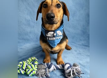 Oszvald - Liebevolle Seele sucht sein Happy End!