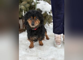 Bongor - Besonderer Schatz auf der Suche nach seinen Menschen!