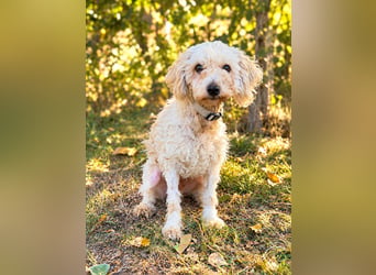 Hope - Kämpferherz Hope sucht sein Happy-End!