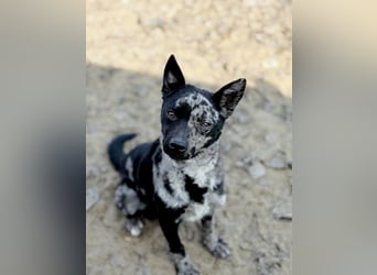 Sheldon - Sportlicher Rüde sucht aktive Familie