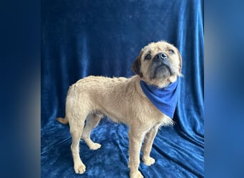 Jack -kleiner fröhlicher verspielter Rüde