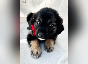 Evoli - Liebevolle Evoli sucht Menschen zum Kuscheln und Ankommen