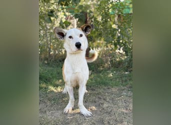 Arminka -Sensibler Begleiter mit großem Herz