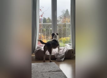 Beens- lieber kleiner Rüde sucht sein Zuhause