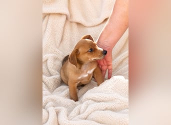 Piccolo - fröhlicher Schatz sucht sein Für-immer-Zuhause