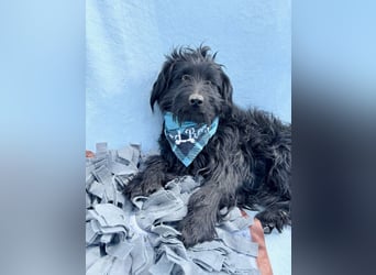 Bozont - Sanfter Schatz sucht geduldiges Zuhause *bald in 71711 Murrr*