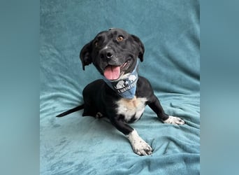 Beauty -Verschmuste Hündin sucht Familie