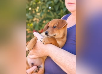Piccolo - fröhlicher Schatz sucht sein Für-immer-Zuhause