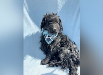 Bozont - Sanfter Schatz sucht geduldiges Zuhause *bald in 71711 Murrr*