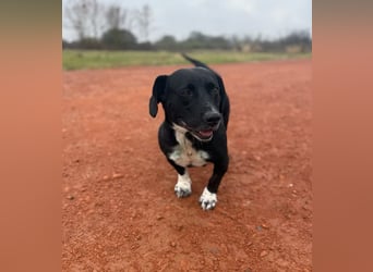 Beauty -Verschmuste Hündin sucht Familie