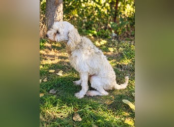 Hope - Kämpferherz Hope sucht sein Happy-End!
