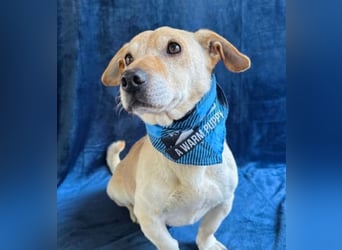 Cedric -Liebevoller Rüde möchte endlich ankommen!