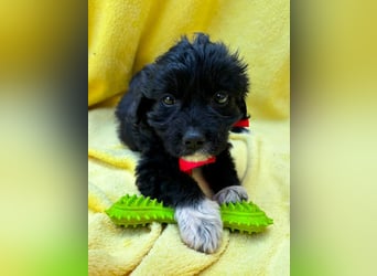 Misty - Fröhliche Misty sucht aktive Menschen fürs gemeinsame Abenteuer