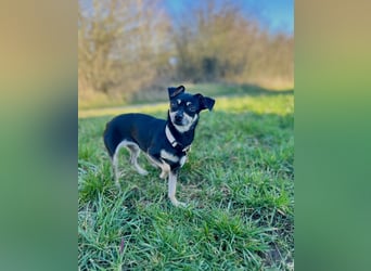 Tammy - Fröhliche kleine Hündin sucht Zuhause im Doppelpack