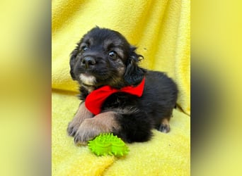 Evoli - Liebevolle Evoli sucht Menschen zum Kuscheln und Ankommen