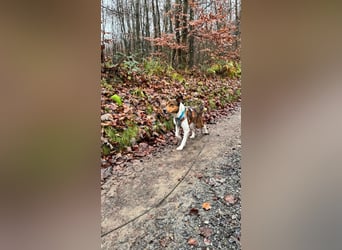 Beens- lieber kleiner Rüde sucht sein Zuhause