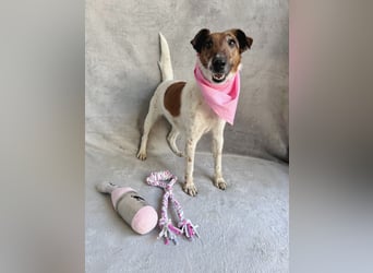 Roxi - Charmante Hundedame sucht ein liebevolles Zuhause!