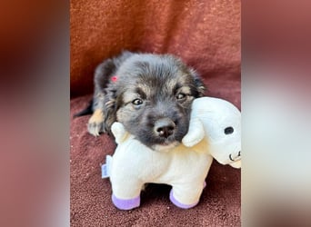Evoli - Liebevolle Evoli sucht Menschen zum Kuscheln und Ankommen
