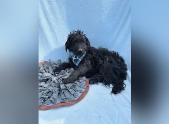 Bozont - Sanfter Schatz sucht geduldiges Zuhause *bald in 71711 Murrr*