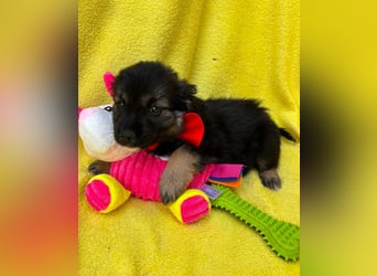 Evoli - Liebevolle Evoli sucht Menschen zum Kuscheln und Ankommen
