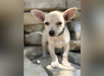 Peanut (Pepsi) Kleiner Peanut sucht großes Familienglück
