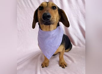 Oszvald - Liebevolle Seele sucht sein Happy End!