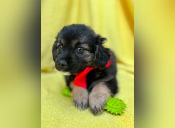 Evoli - Liebevolle Evoli sucht Menschen zum Kuscheln und Ankommen