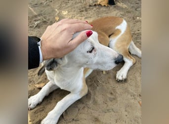 Arminka -Sensibler Begleiter mit großem Herz