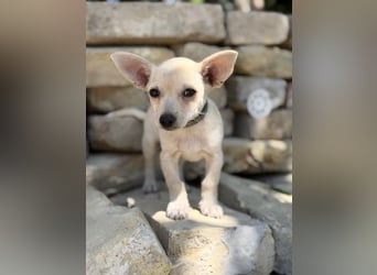 Peanut (Pepsi) Kleiner Peanut sucht großes Familienglück