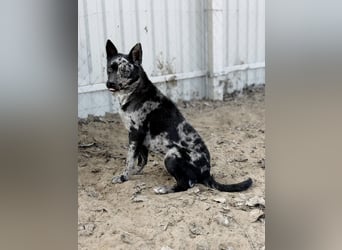 Sheldon - Sportlicher Rüde sucht aktive Familie