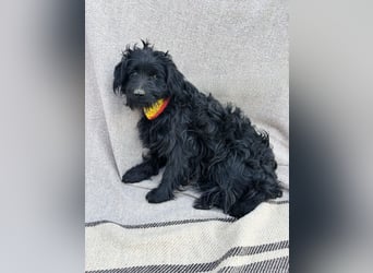 Bozont - Sanfter Schatz sucht geduldiges Zuhause *bald in 71711 Murrr*